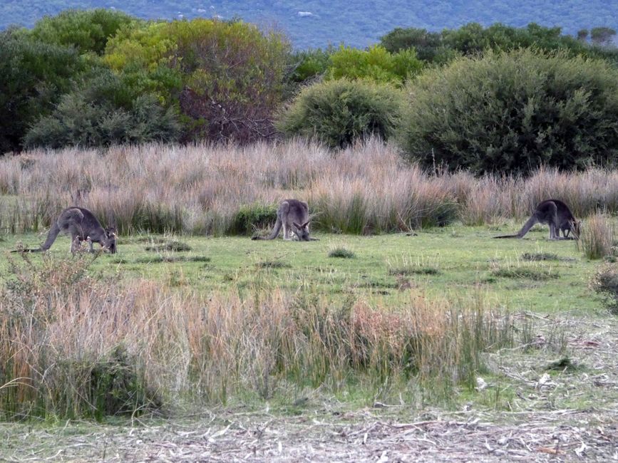 Melbourne - Wilsons-Promontory-Nationalpark