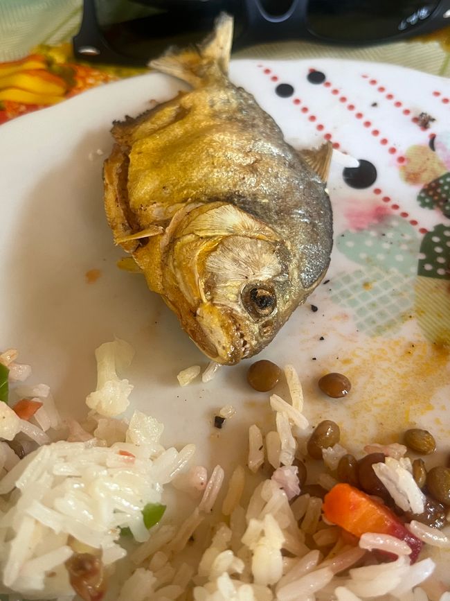 Piraña para el almuerzo 