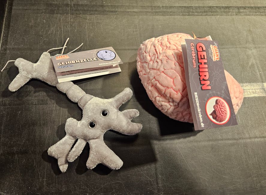 Gehirnzelle und Gehirn als Plüschfigur