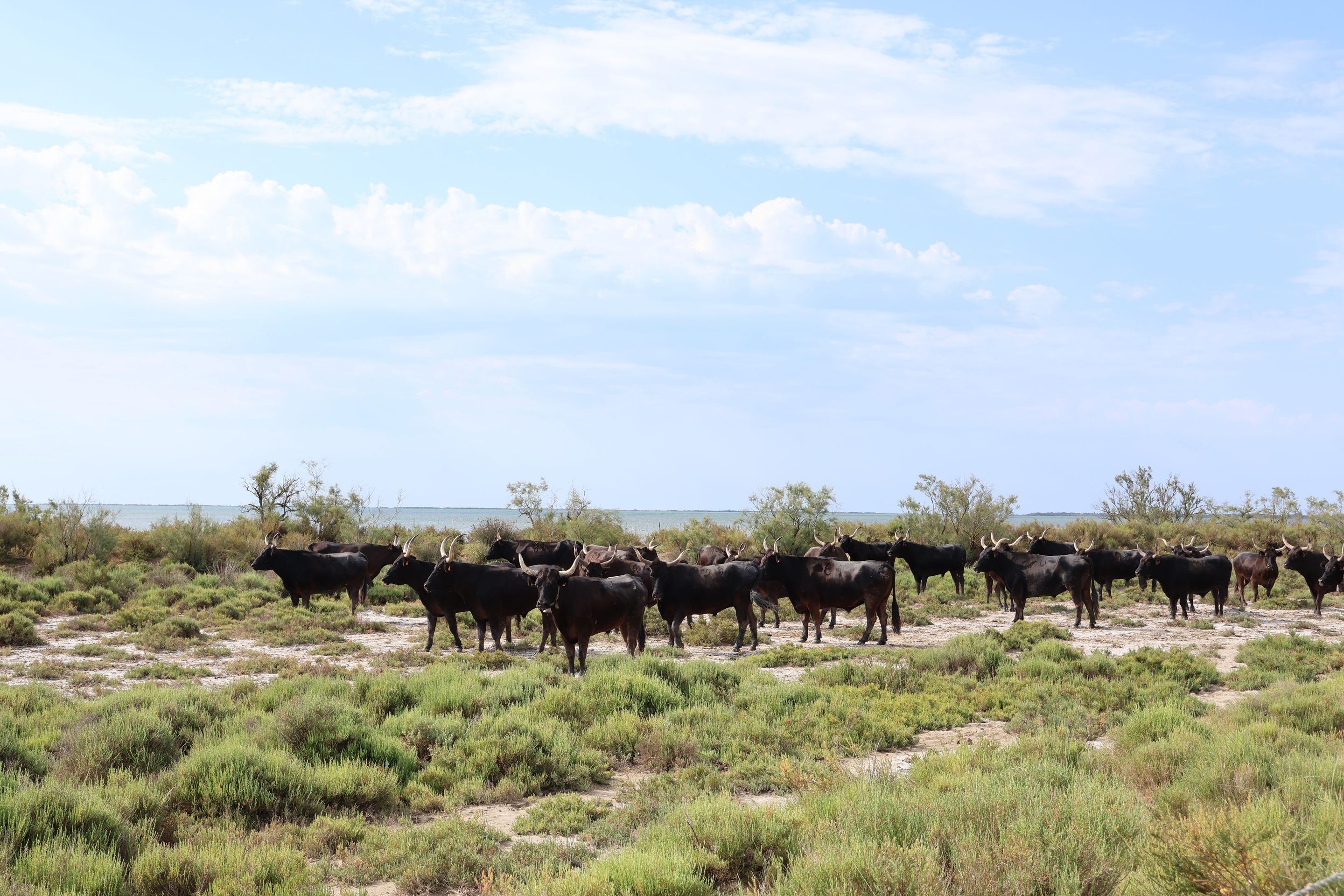 Manada de toros esperando a los guías