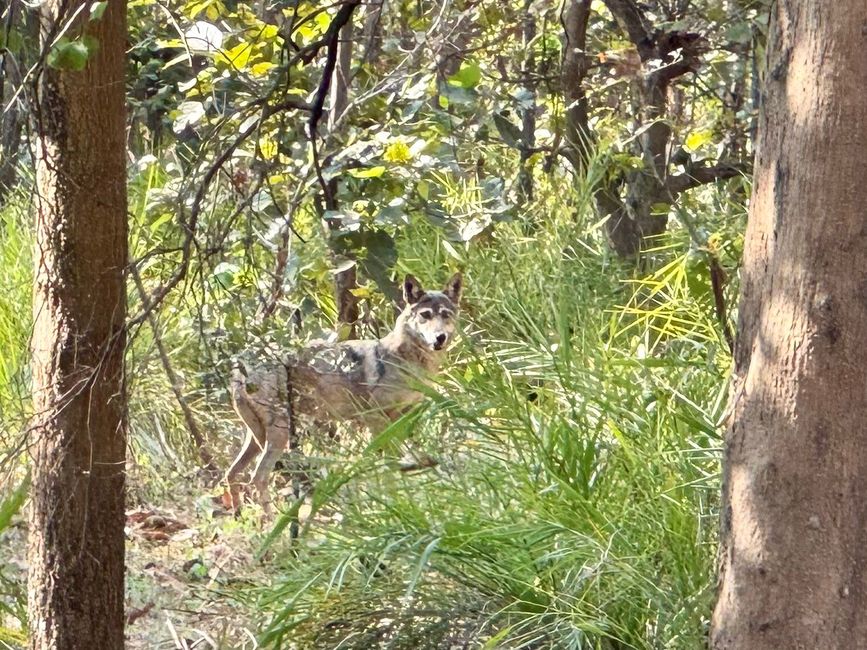Indischer Wolf