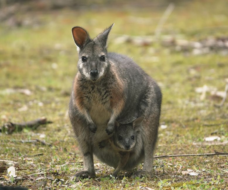 On Kangaroo Island
