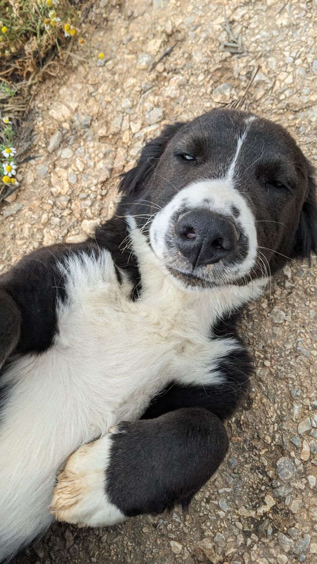 Perché i cani sono migliori degli esseri umani