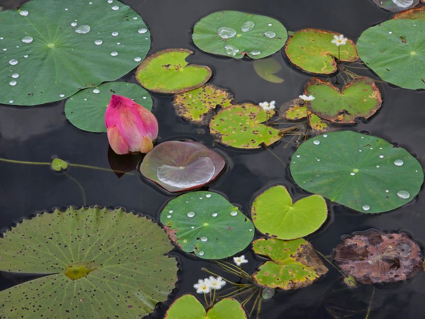Alles kommt anders... - oder: Die Tempelanlagen von Angkor