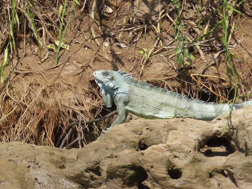 Brazil Pantanal River Cruise