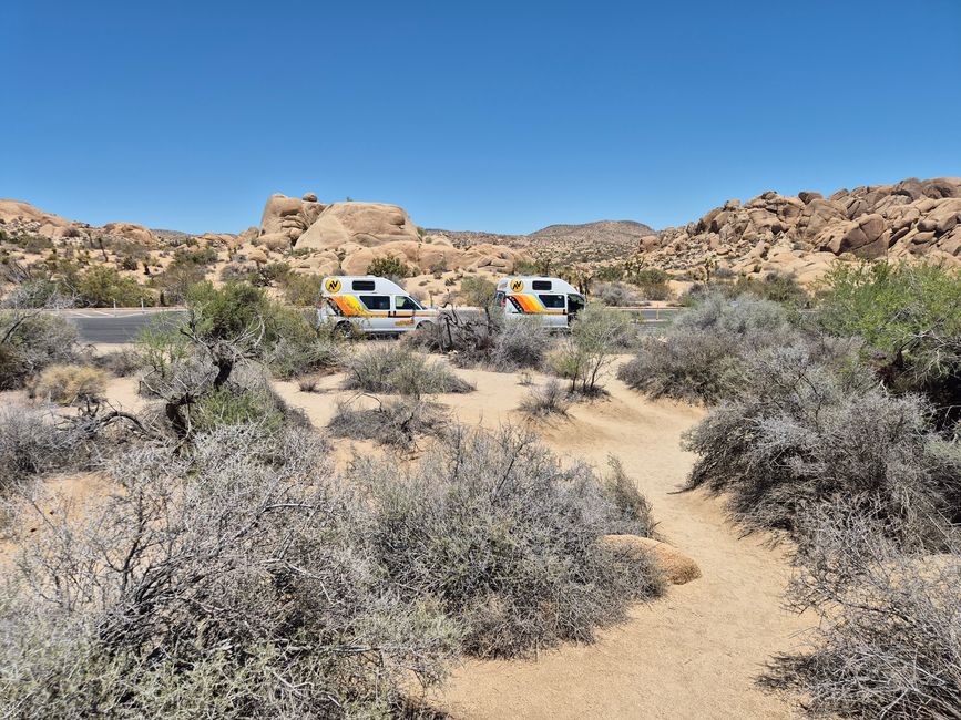 Joshua Tree