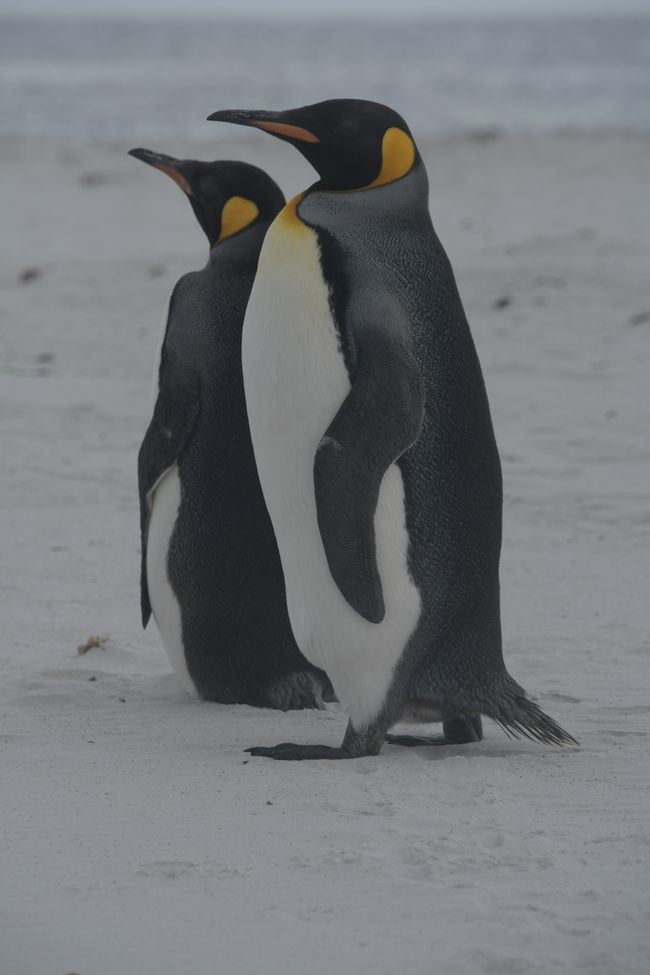 Manchots royaux / King penguins