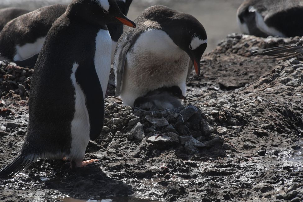 Eselspinguine mit Küken / Gentoo penguins with chicks