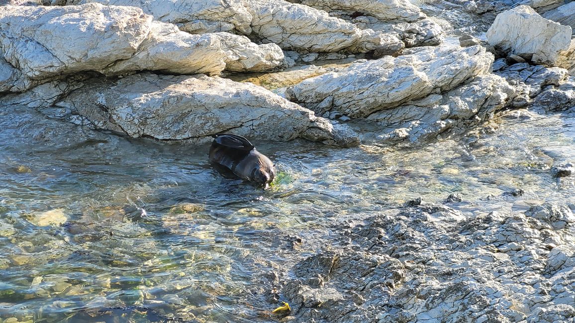 "Animal Watching" in Kaikoura – Part One