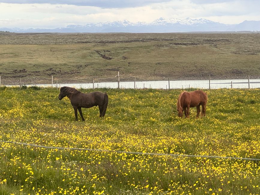chilliger Tag rund um Selfoss