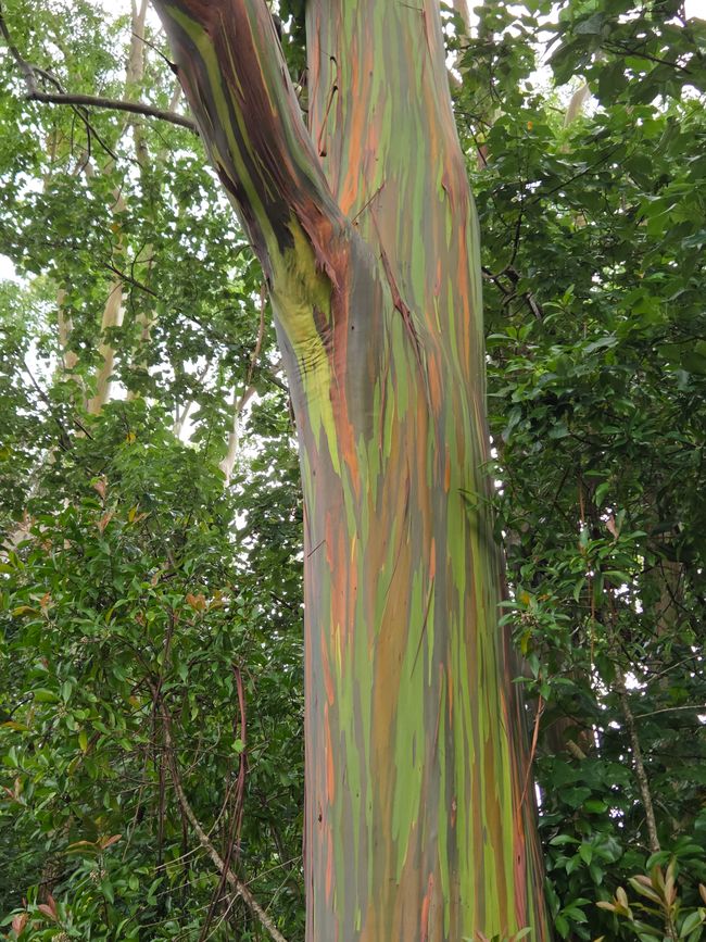 Rainbow tree