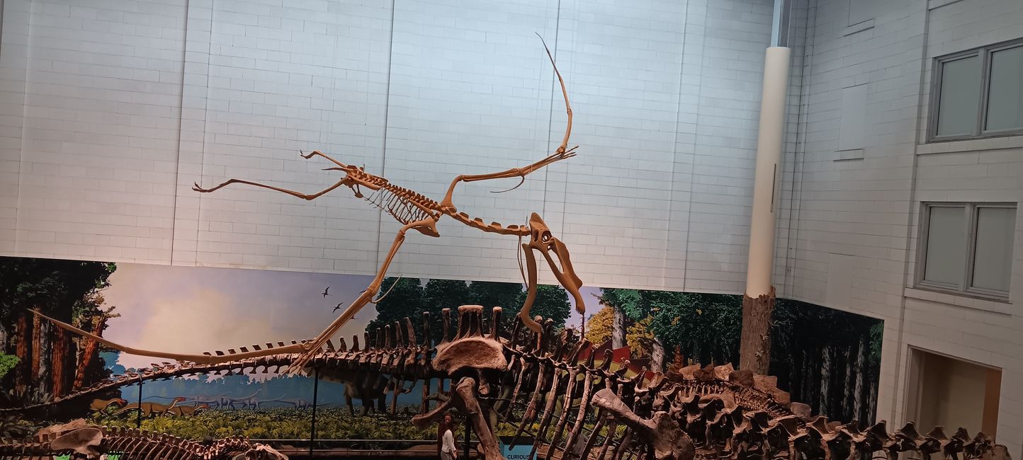 Museum of natural history I