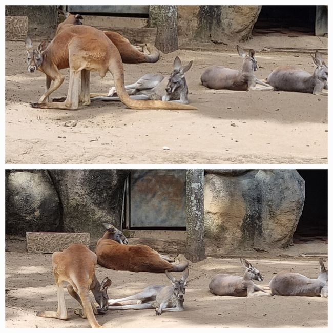 Tag drei: Zoo Aurora und Stadtteil Cayala