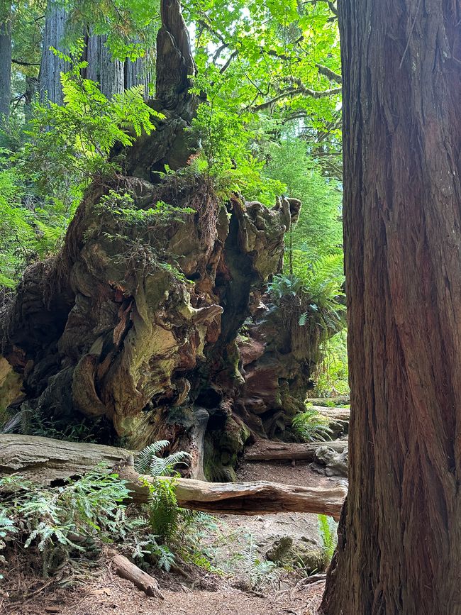 North Californian redwoods