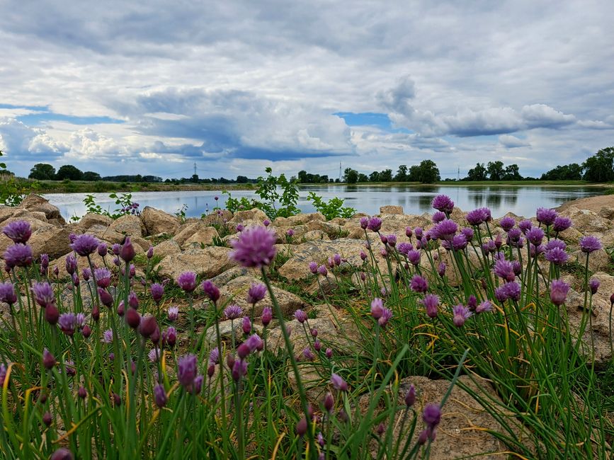 Chives blossom on the Elbe