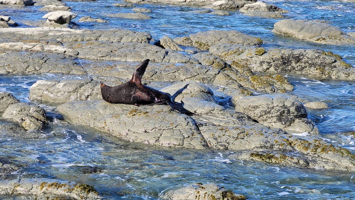 "Animal Watching" in Kaikoura – Part One