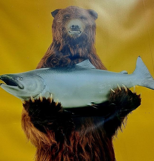 BEAR IN AREA