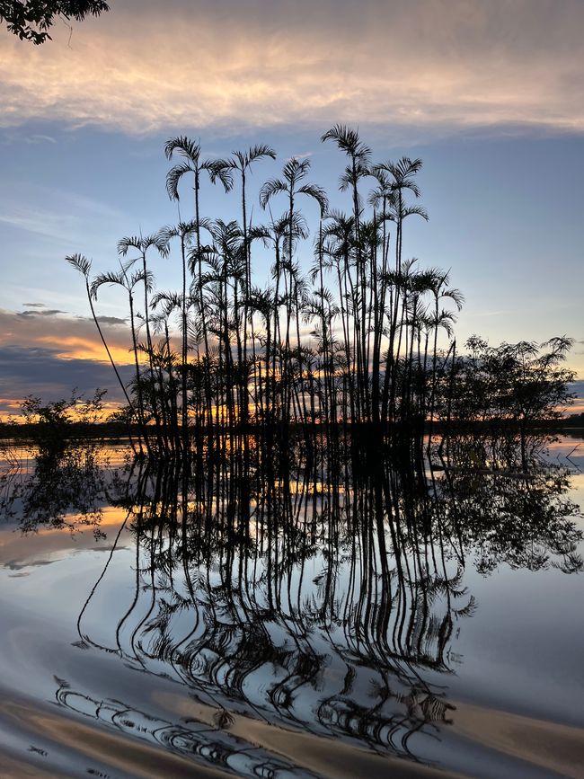 AMAZONAS- Parte 2