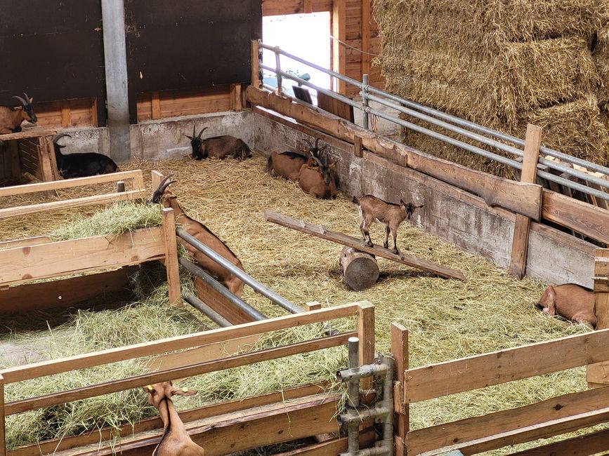 Ziegenhof “Wurzeln & Hörner”