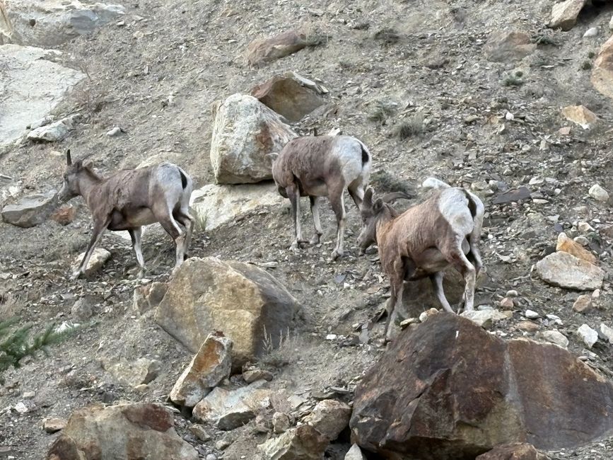 标签11 - 🏞️ 出发去贾斯珀 – 从购物中心的早餐到 wapiti 合租公寓
