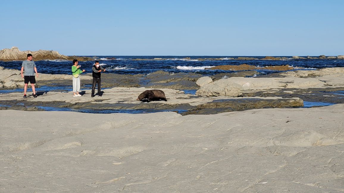 "Animal Watching" in Kaikoura – Part One