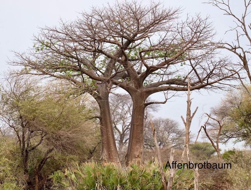 Bwabwata National Park