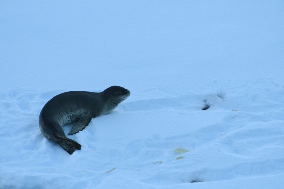 See-Leopard / Leopard seal