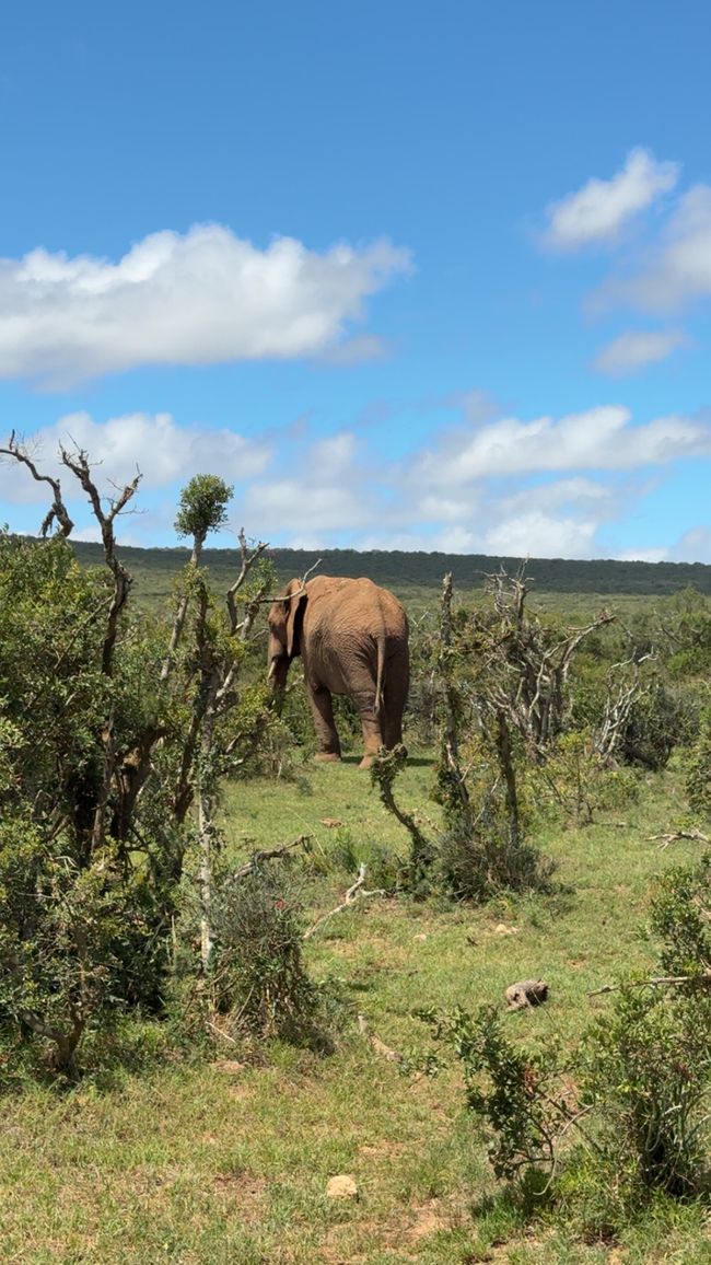 Addo Nationalpark