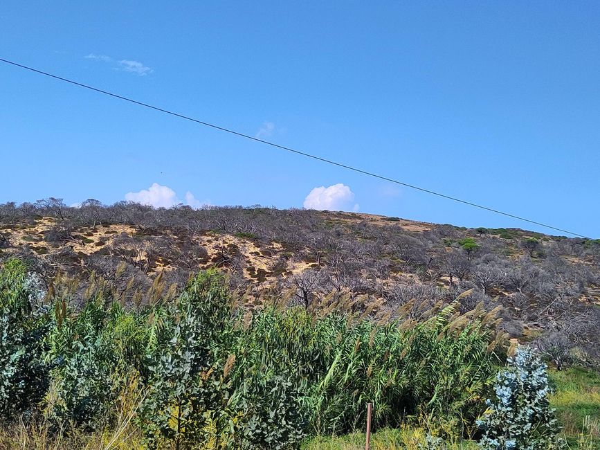Carvoeiro