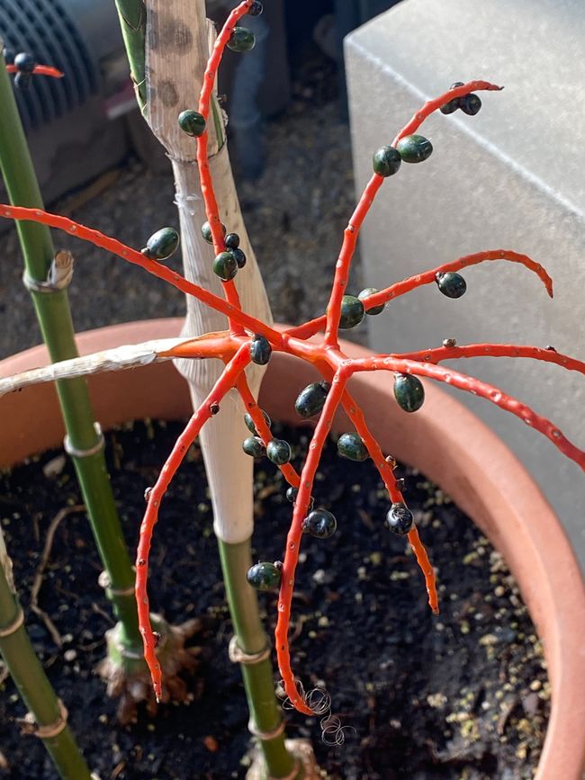 Blüte oder schon Früchte?