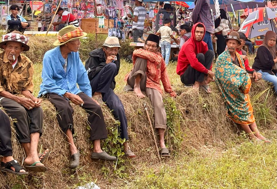 Pacu Jawi