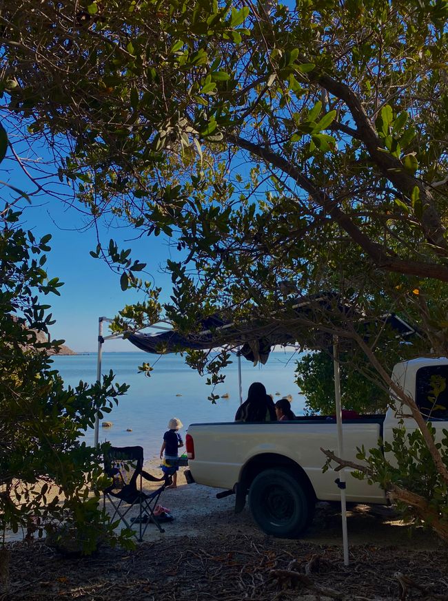 Mangroves La Paz