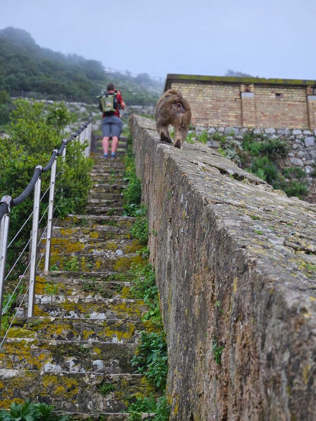 Muro di Carlo V