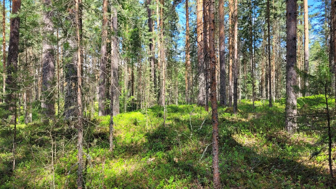 Finlandia 31 de mayo - 14 de junio de 2024 / 8 de junio