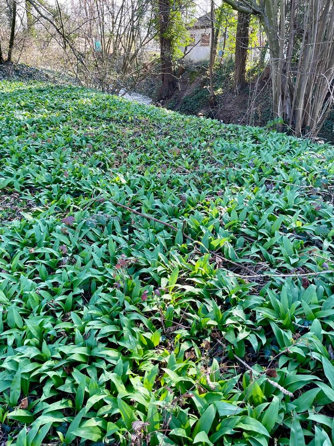 Al borde del camino, un campo lleno de ajo silvestre.