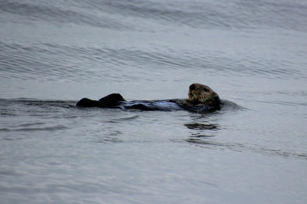 Seasmoke Whale Watching Tour