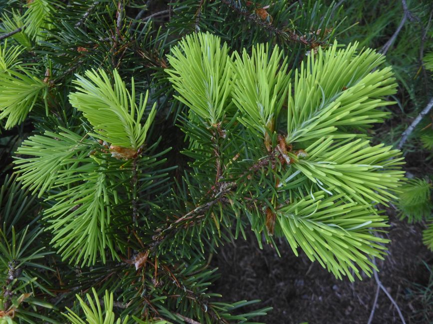 2025-05-21 Vancouver Island Wwoof