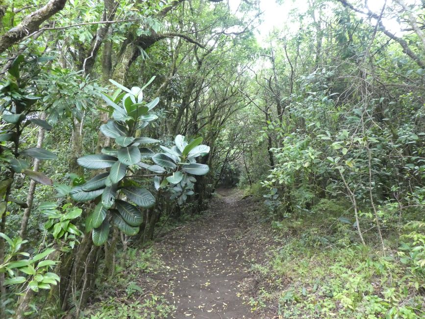 Avocado Trail