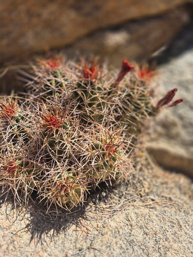 Parc national de Joshua Tree