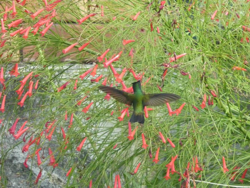Colibri