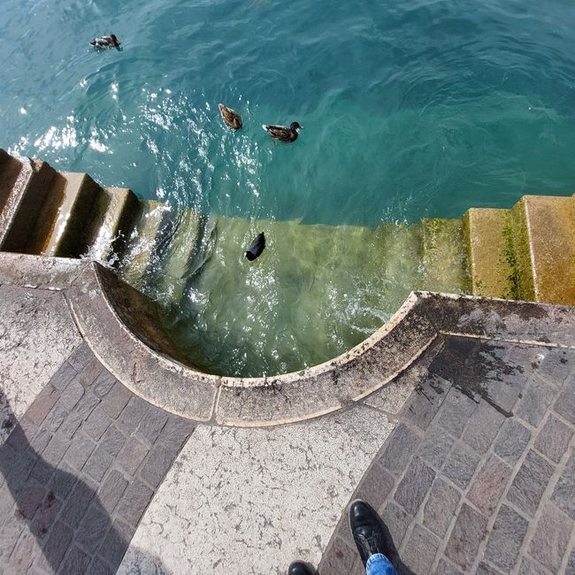 Lazise
