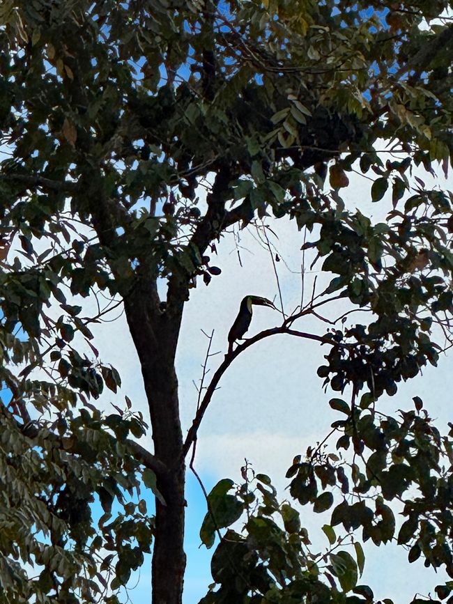 Iguana verde