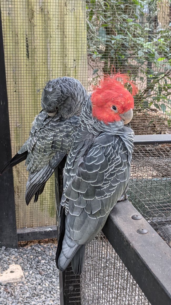 Sanctuaire d'animaux & Schiibefiir