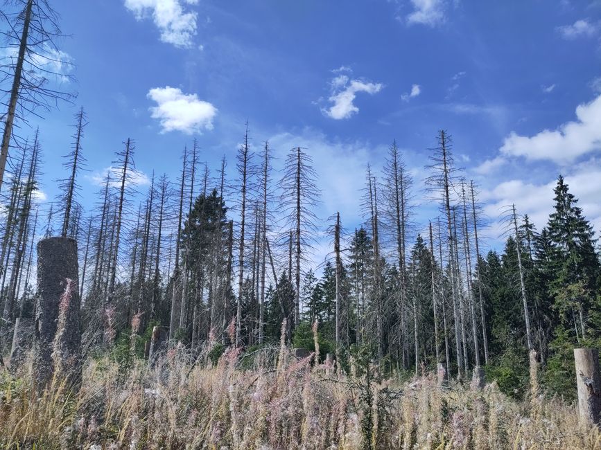 many spruces are no longer very alive...