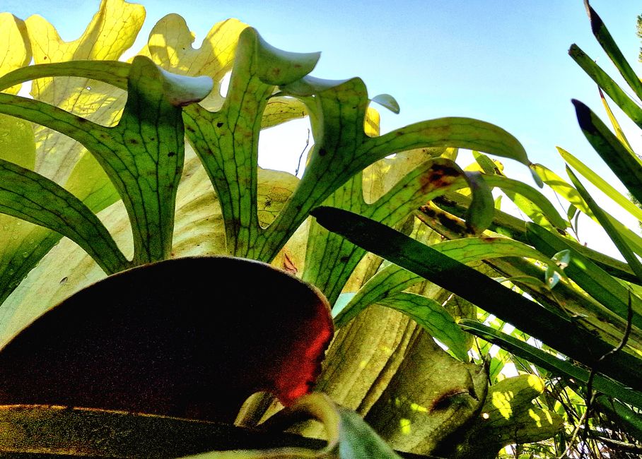 Zwischen Himmel und Erde - Georgetown/Penang