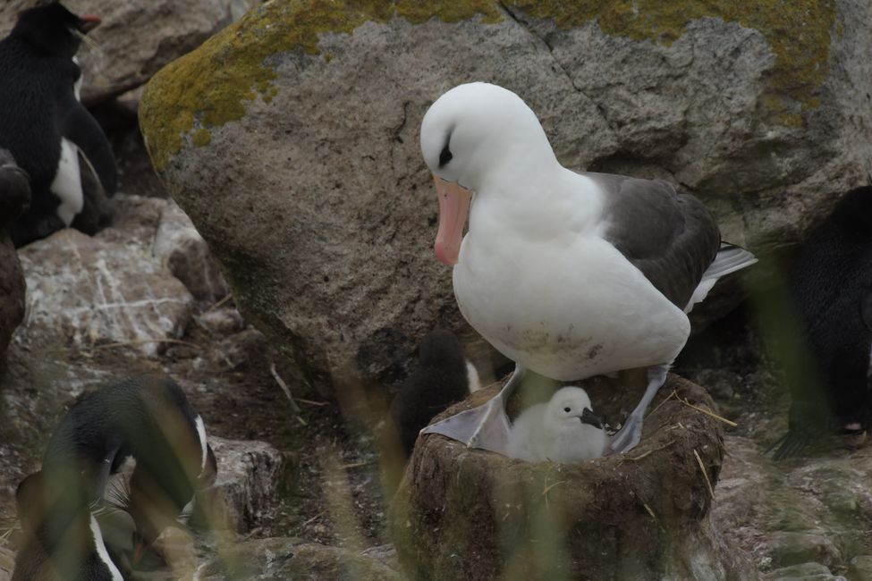 Schwarzbrauen-Albatrosse / Black-browed albatrosses