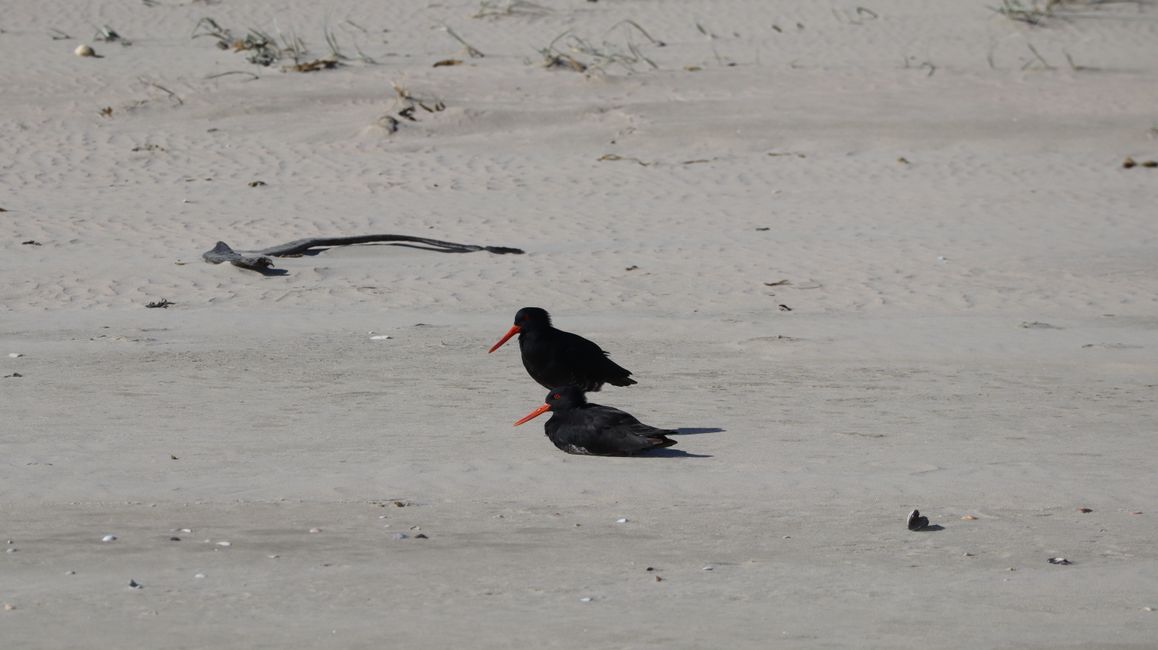 Ein Brutpaar des Oystercatchers
