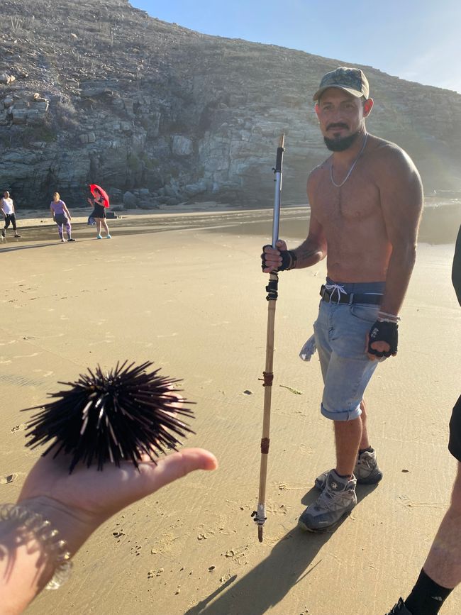 Sea urchins