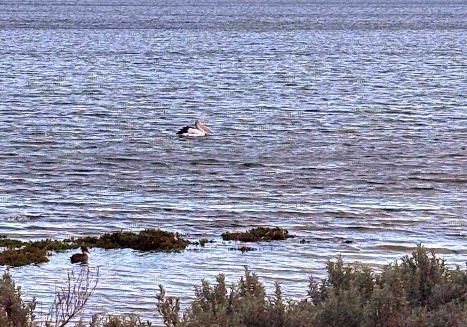 De la vallée de Barossa à l'île Kangourou
