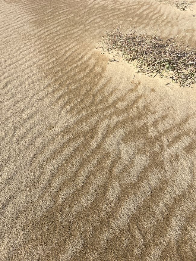 28. Kapitel: Ausflug in die japanische Wüste und ein verhinderter Kamelritt